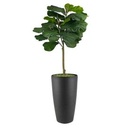 Faux Fiddle Leaf Fig, invoice photo