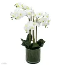 Saorsa Orchid in Glass Pot, 28in