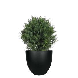 Faux Cedar Topiary in Fiberclay Planter, Black, 2ft