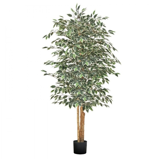 Artificial Ficus Tree in Black Pot, 6ft 1